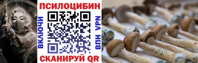 Купить  Кунгур  Псилоцибиновые грибы Psilocybine cubensis 